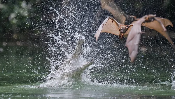 Freshwater Crocodiles Sneak Attack Thirsty Bats from Shallow Waters_0006 thumbnail