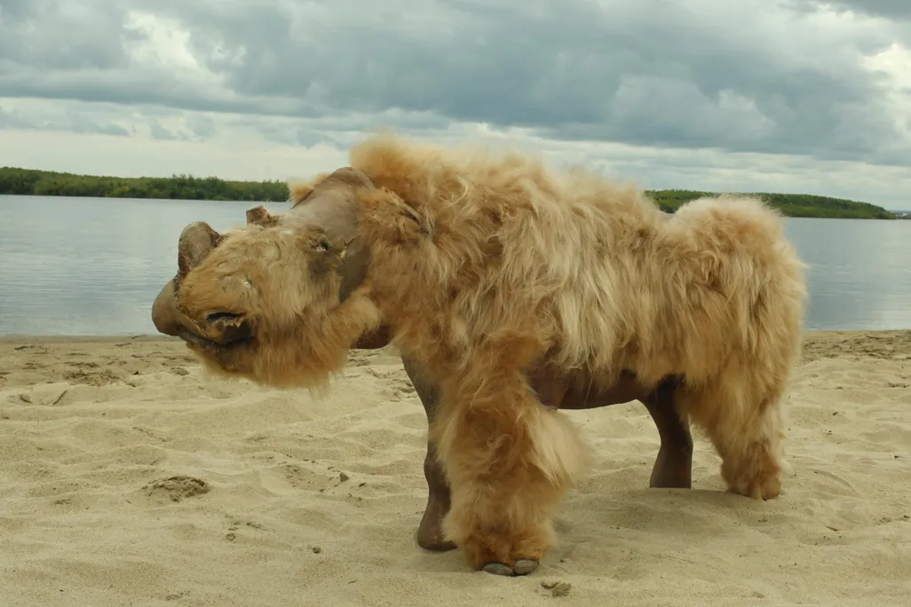 woolly rhino remains