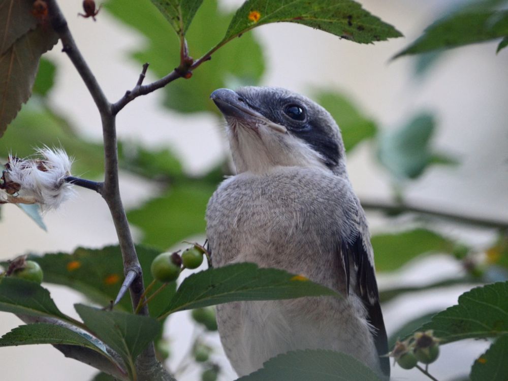 A gray and white bird perches among leafy branches