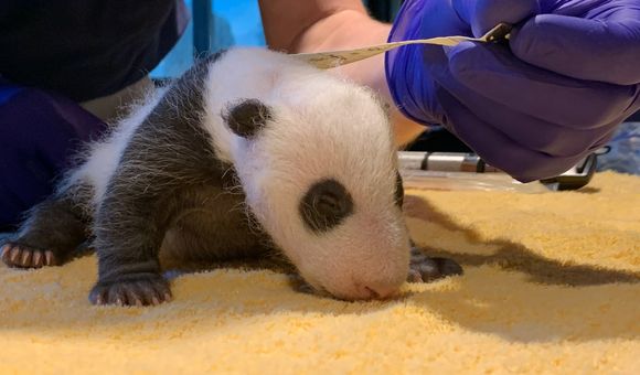 The Zoo's 1-month-old giant panda cub had its first veterinary exam over the weekend. Get the scoop from Laurie Thompson, assistant curator of giant pandas.