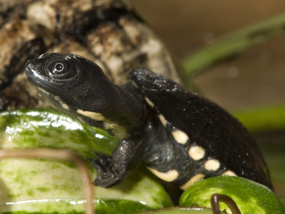 Snake-necked turtle hatchling crawling over leaf