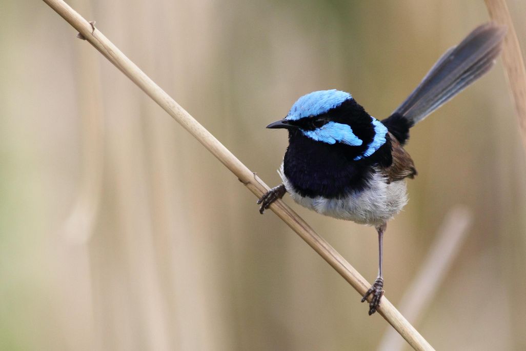Superb Fairywren