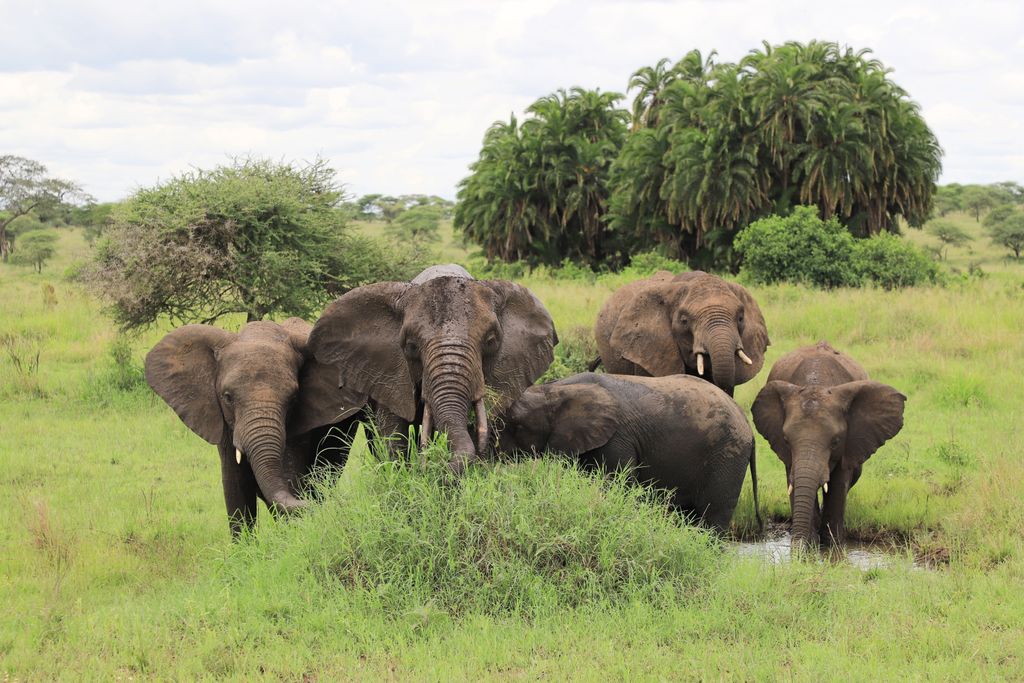 A handful of elephants stand behind a bush