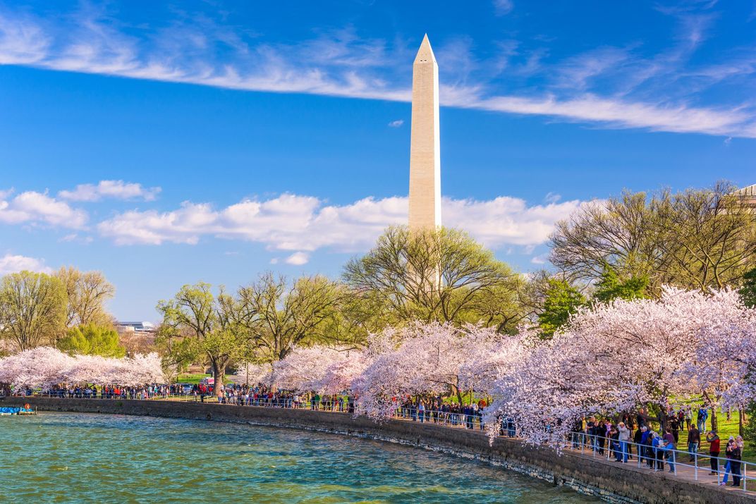Crowds walk below cherry trees and the Washington Monument during the spring festival around the Tidal Basin.