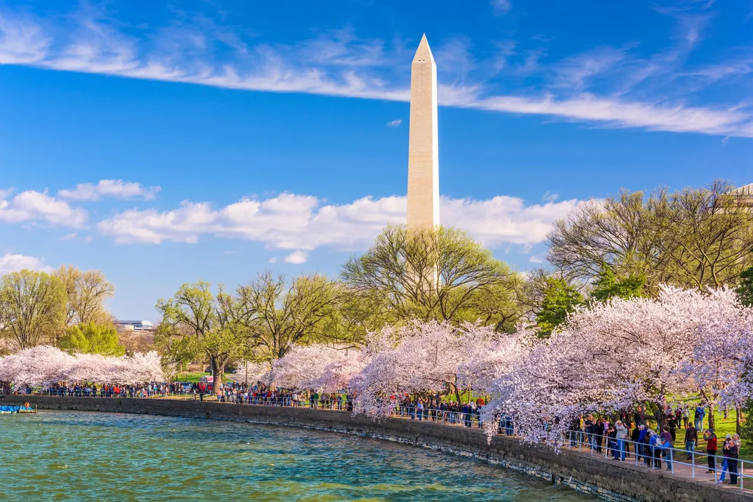 D.C. cherry blossoms to reach peak bloom April 1: National Park Service -  Curbed DC