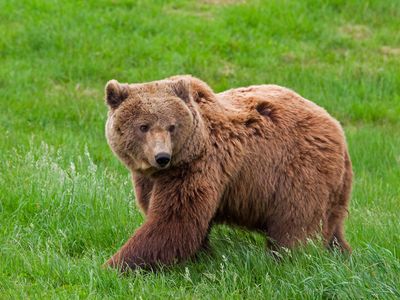 The European brown bear hasn't roamed Britain since the Middle Ages—and possibly even earlier.