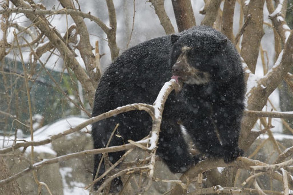 20110520110700Andean-Bear.jpg