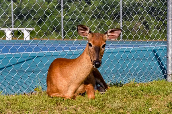 Deer By The Tennis Courts thumbnail