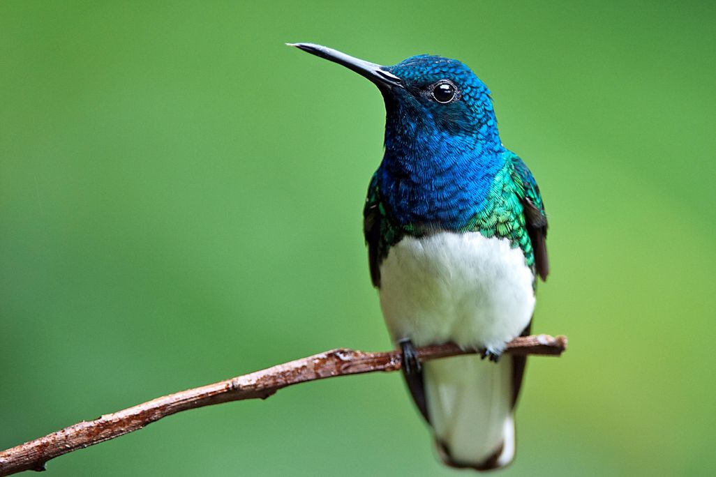 A male white-necked jacobin hummingbird perched on a branch. He has white underparts, greenish wings, a bright blue hood and long black bill.