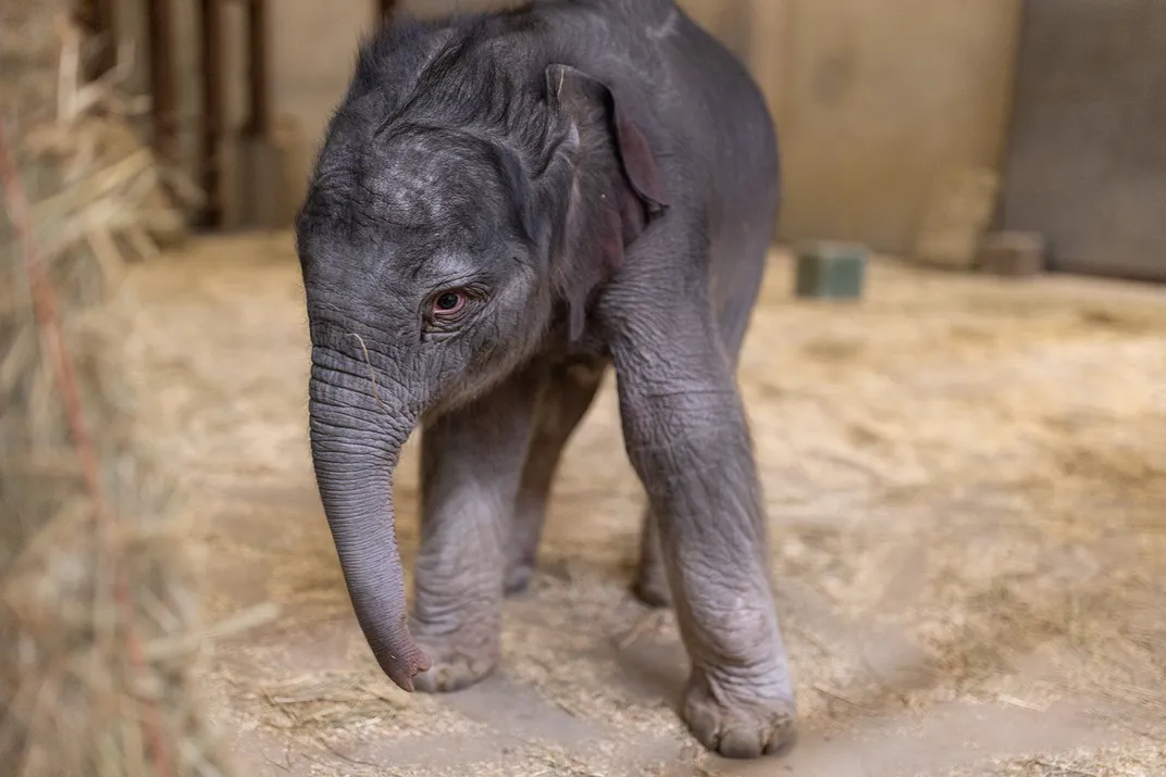 a baby elephant seen from the front