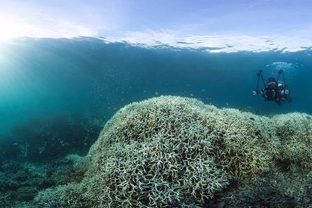 Some of the coral bleaching near Lizard Island on the Great Barrier Reef