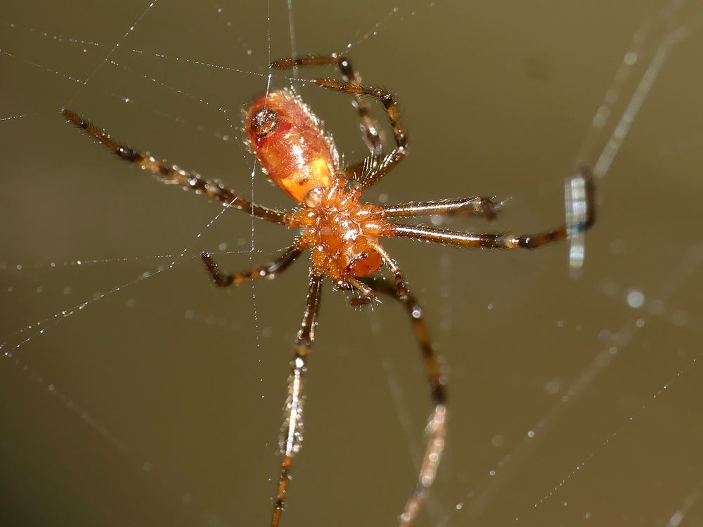 Image of small amber spider with long legs on a spider web