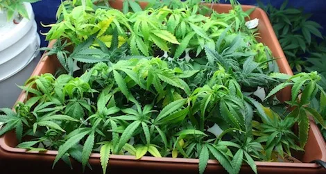 marijuana isn’t a painkiller