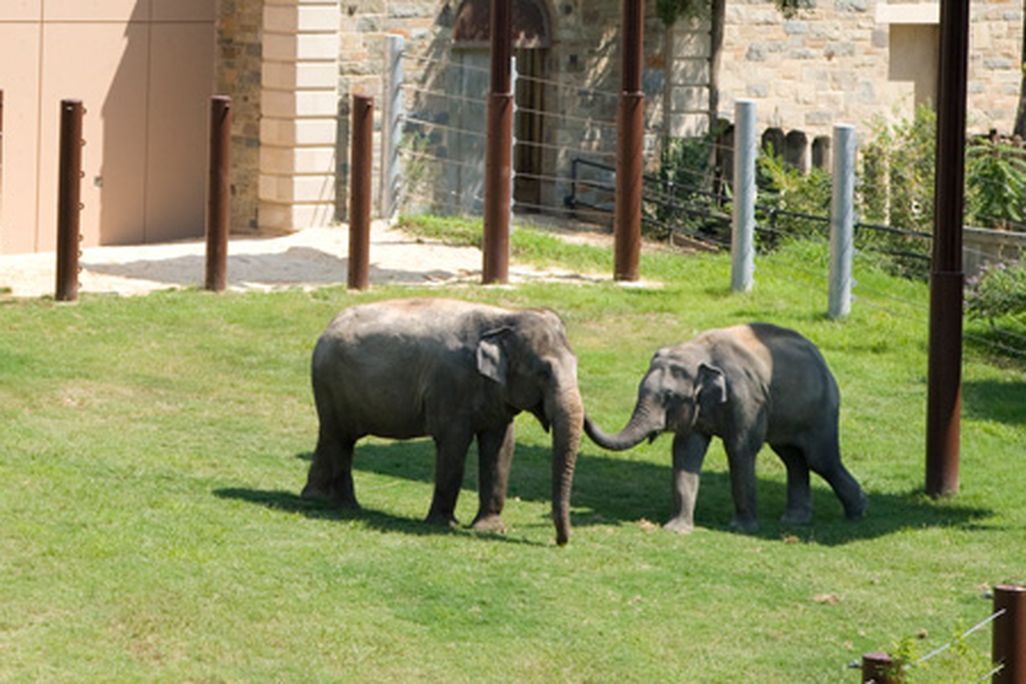 Elephants at the National Zoo