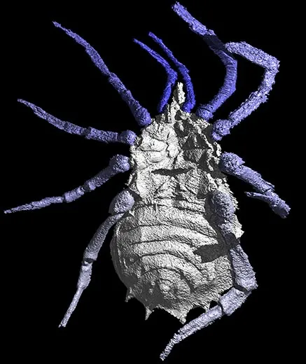 20110520102246eophrynus-prestivicii-520.jpg