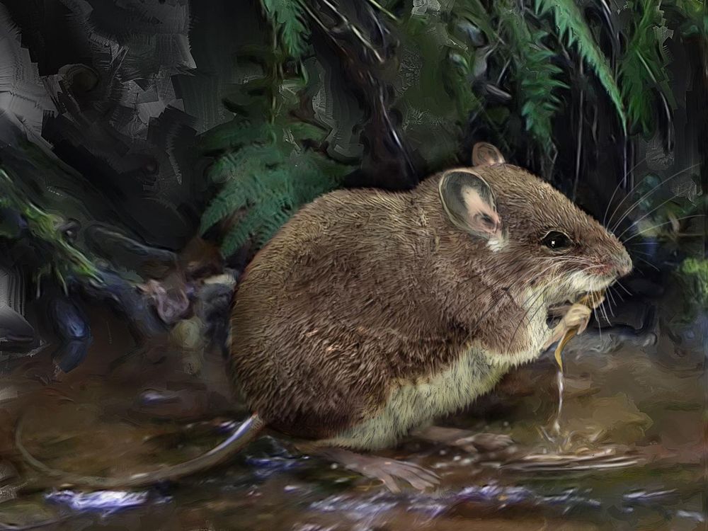 An illustration of a stilt mouse standing on the edge of a river and hunting