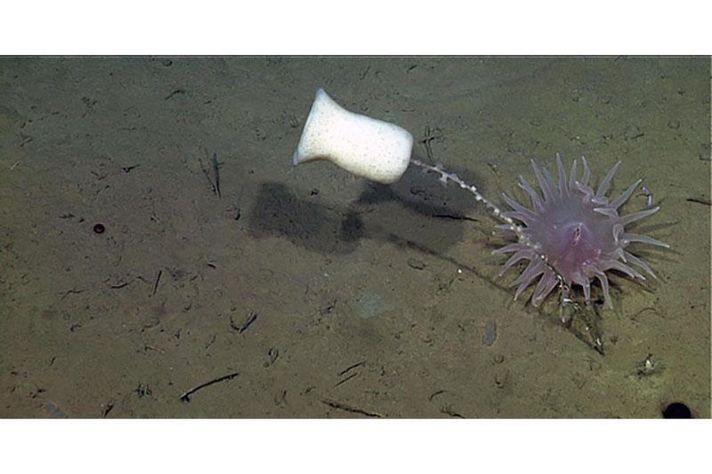 2020_march2_sponge.jpg