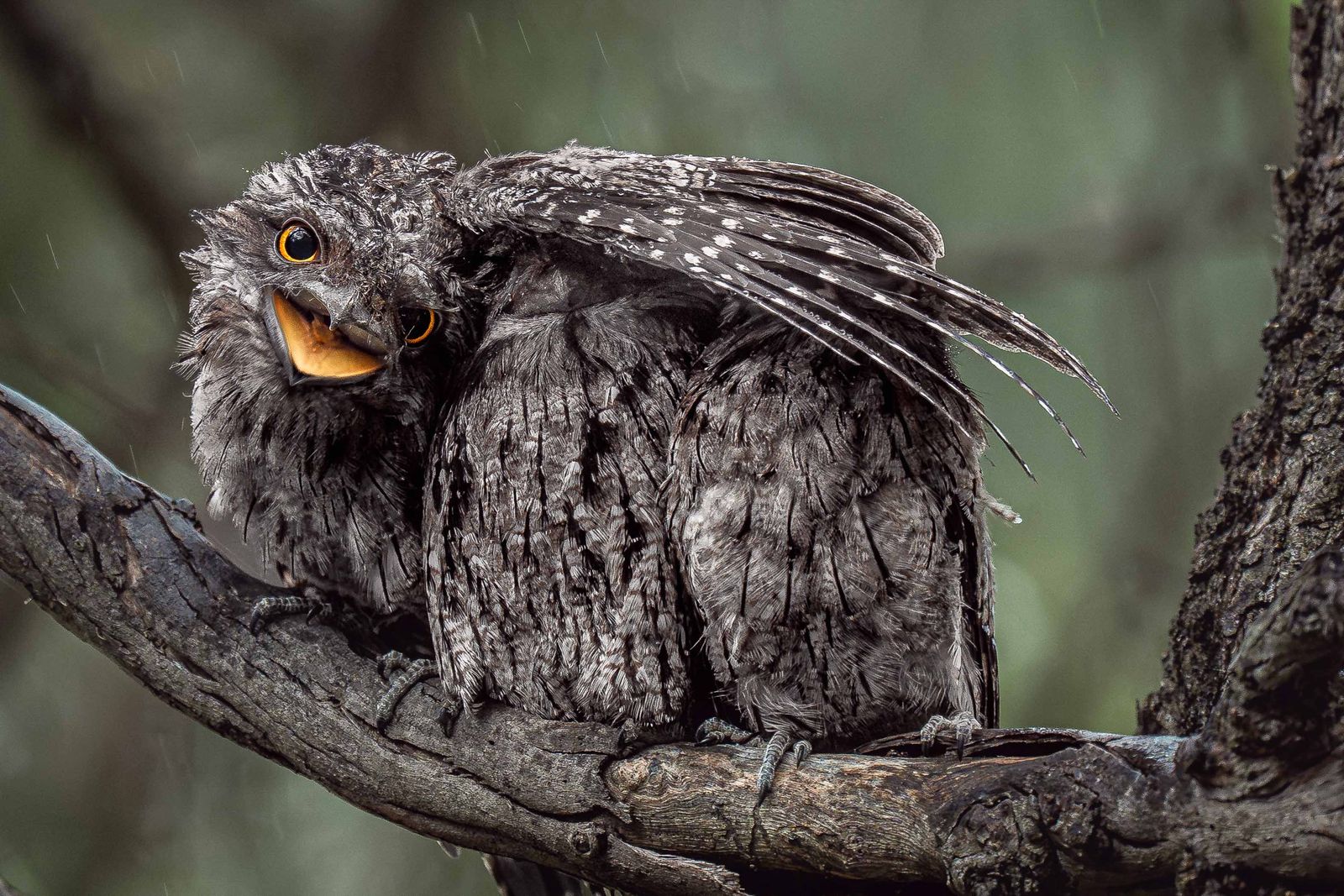 Experience the Wonder of Birds With These 11 Winning Photos From the Bird Photographer of the Year Contest