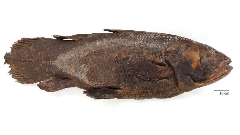 How the Smithsonian's Coelacanth Lost Its Brain and Got It Back
