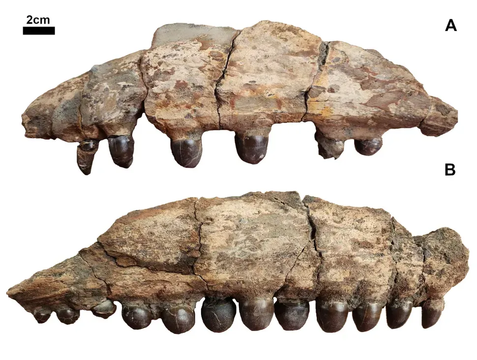 Jawbones with teeth protruding against a white background