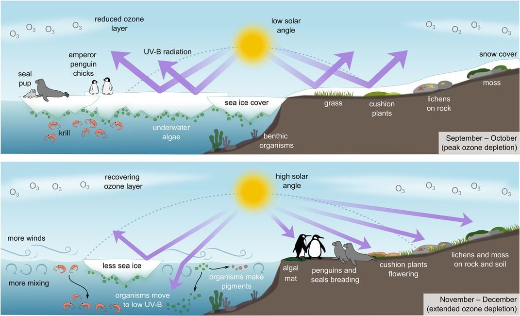 when ice is on the ground and sea, radiation is reflected. In summer, when the ozone layer is still recovering, these rays can hit penguins, seals, moss, krill and plankton