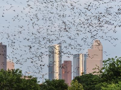 City noise can throw off a bat's ability to use echolocation. 