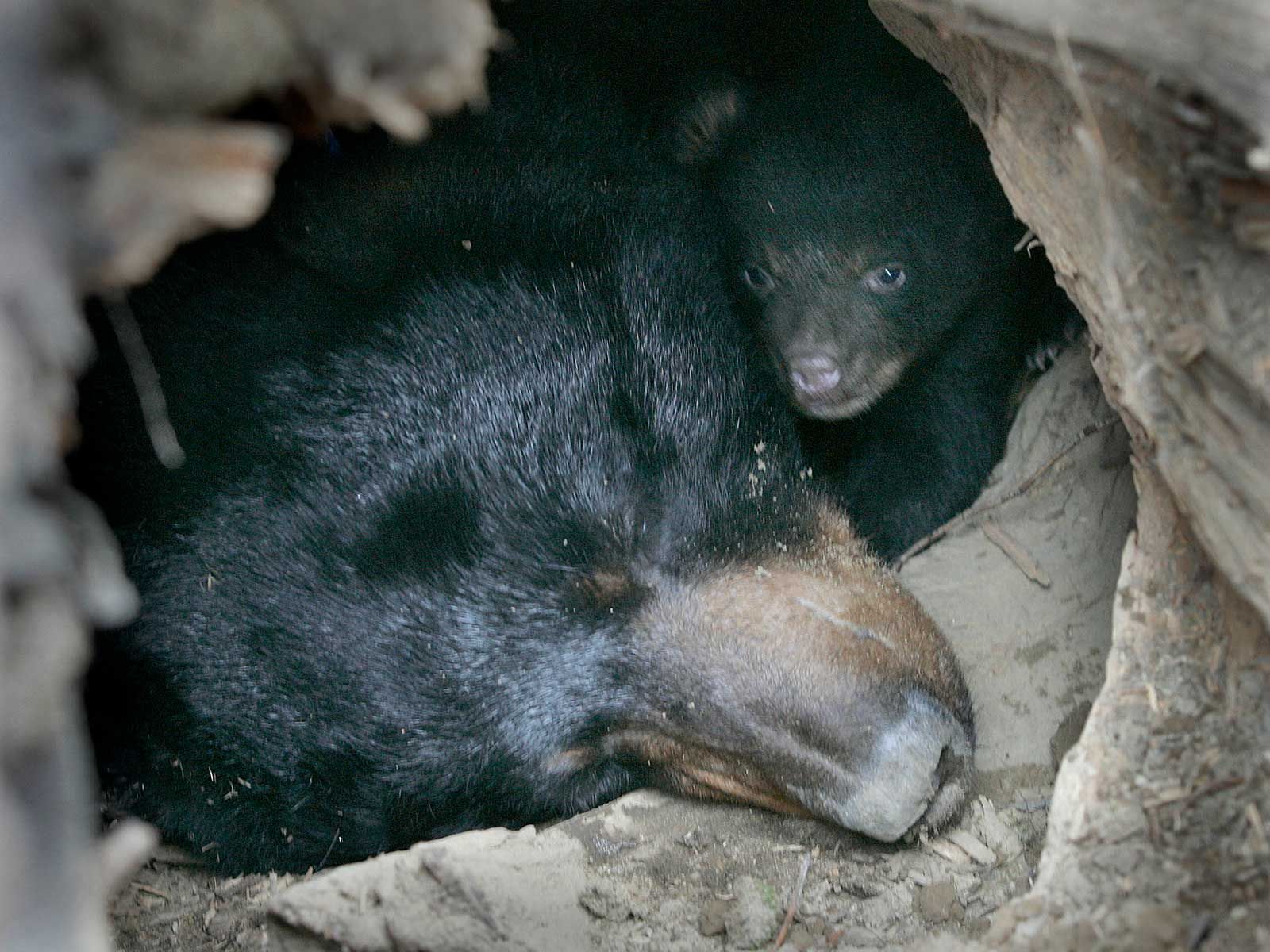 Why Amazing Discoveries About Bear Hibernation May Help Improve