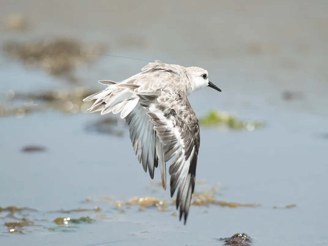 Sanderling