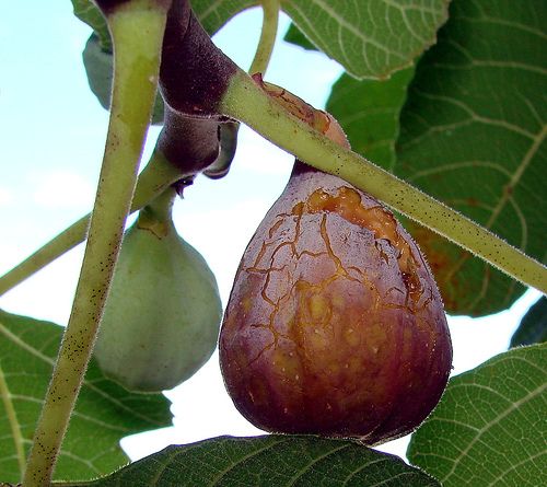 Figs