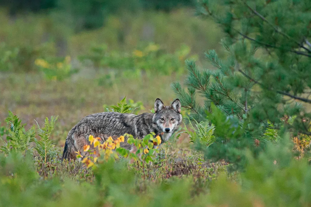 Algonquinwolfstare.jpg