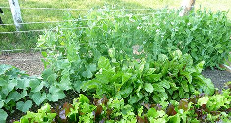 The author's vegetable garden