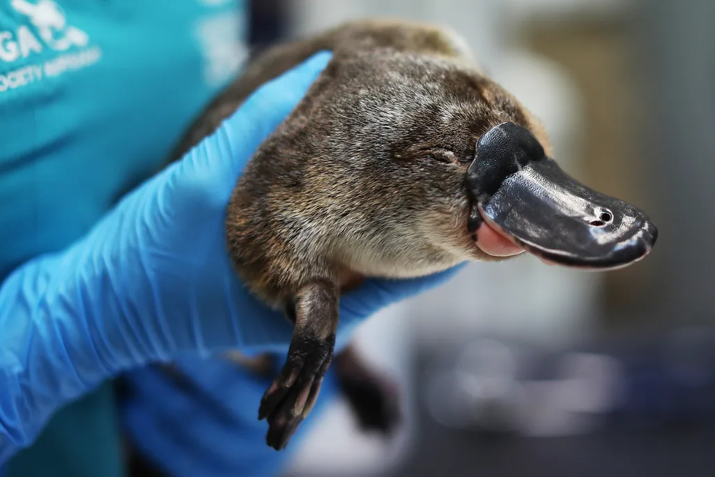 A platypus being held by a person wearing blue plastic gloves