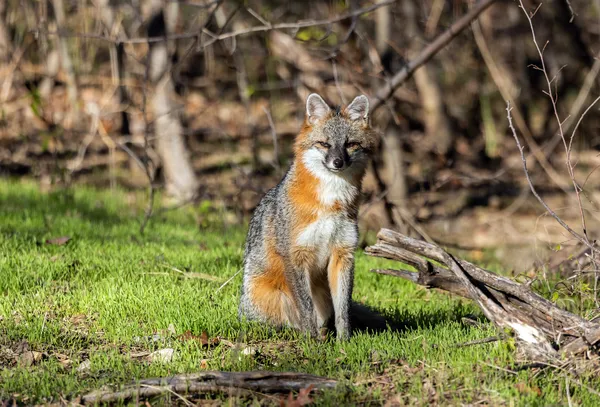 A male Gray Fox posing nicely. thumbnail