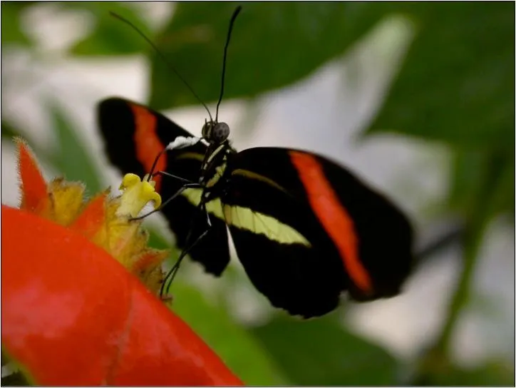 The Reason These Poisonous Butterflies Don't Mate Is Written in Their DNA