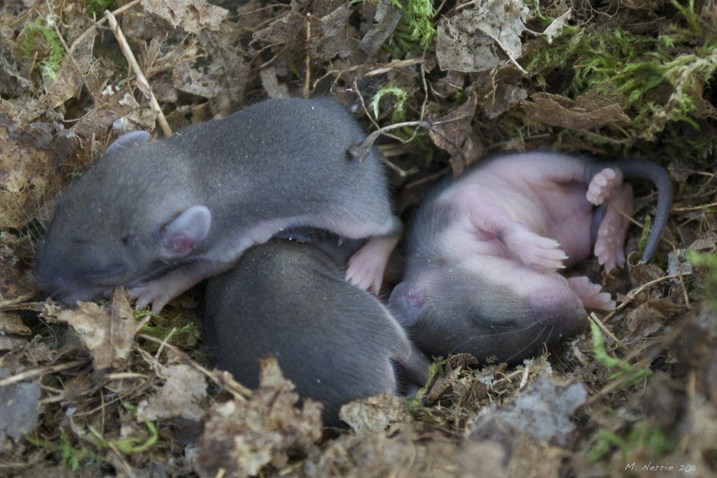 Baby Mice