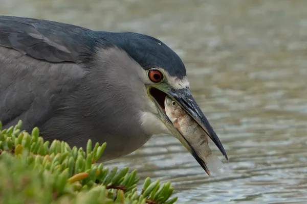 Fish pleading for help from Black-Crowned Night Heron's mouth. thumbnail