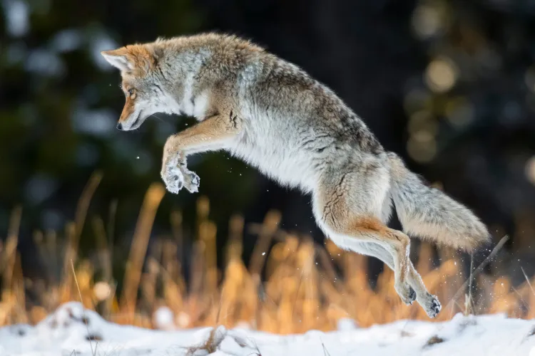 Coyote jumps high after a fresh October snowfall in Yellowstone National Park.