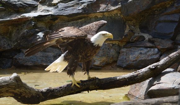 Bald eagles are native to the United States, but caring for them is a unique and rare opportunity. Every bald eagle in human care, including Annie pictured here, is a rescue.