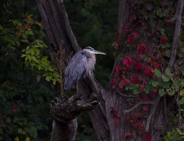 Heron in tree thumbnail