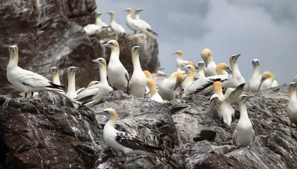 壊滅的な鳥インフルエンザの発生後、スコットランドの海鳥はゆっくりと回復しつつある。海鳥の減少を見守っていた科学者たちも同様だ