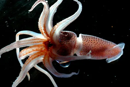 The cockeyed squid keeps one eye to the sky and another peeled to the darkness below.