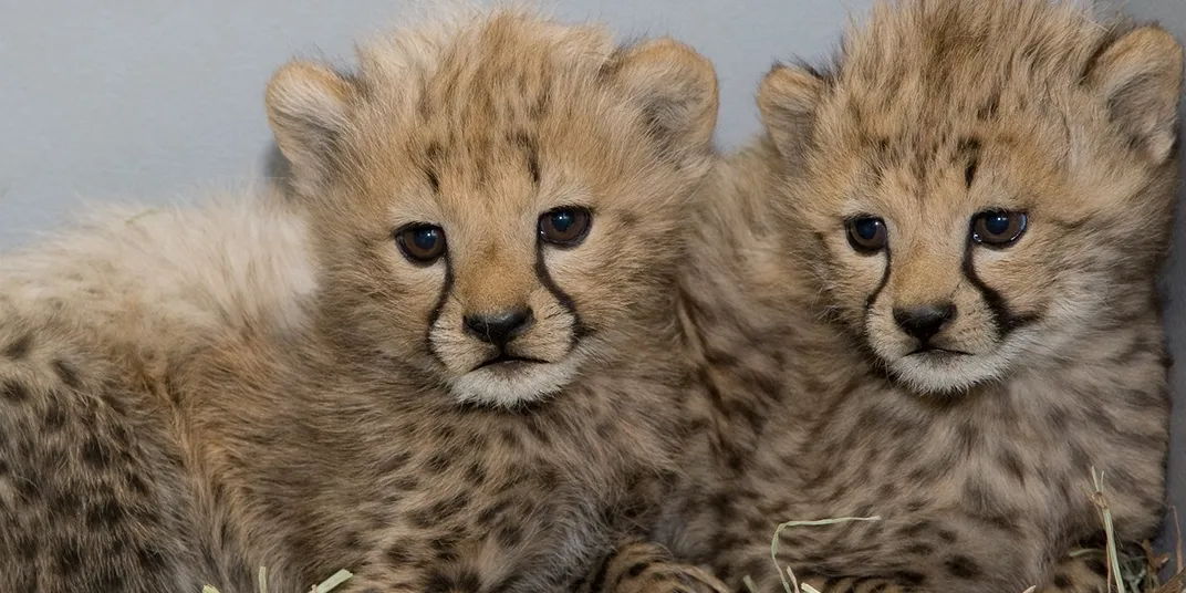 Two young cheetah cubs with scruffy fur