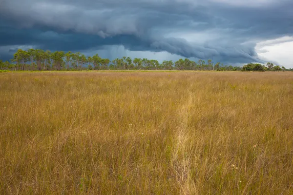 Storms a Comin' thumbnail