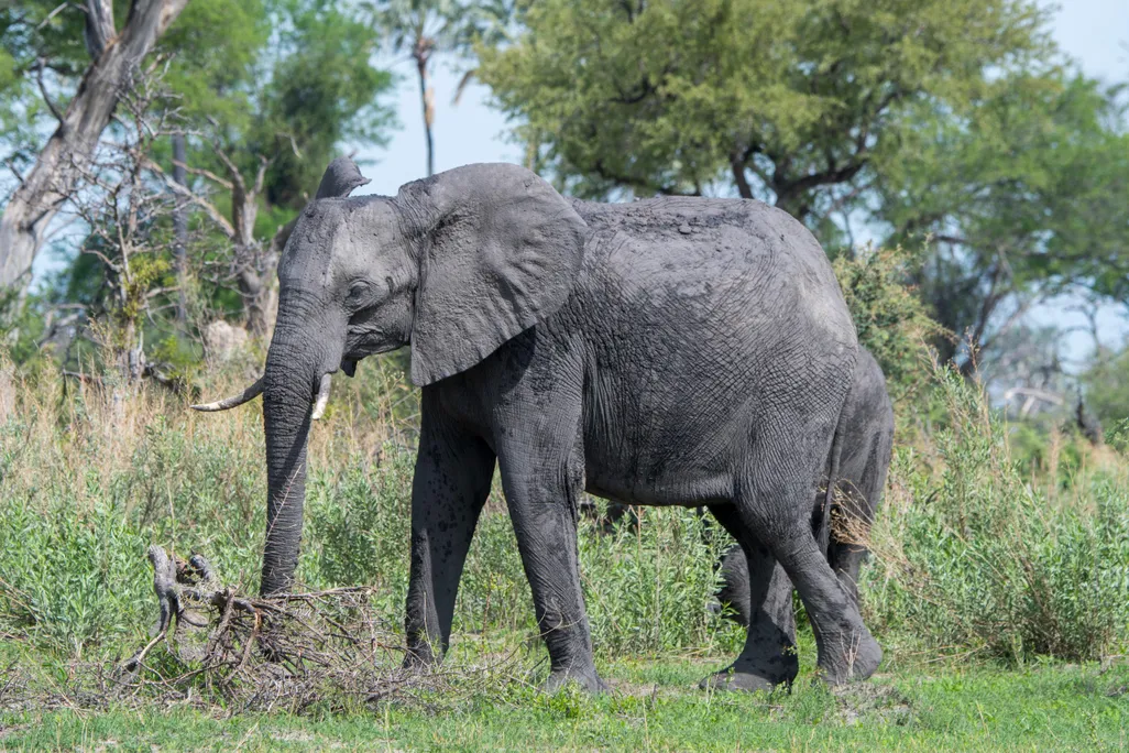 An elephant in the southeast Okavango Delta, Botswana in 2019