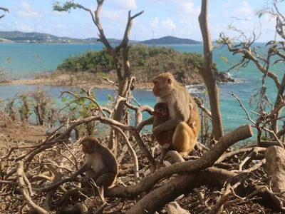 Some 1,500&nbsp;rhesus macaques&nbsp;live a mile off the eastern shore of Puerto Rico on Cayo Santiago.