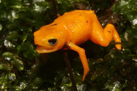 The new species of toadlet, Brachycephalus rotenbergae, opens its mouth in a defensive posture.