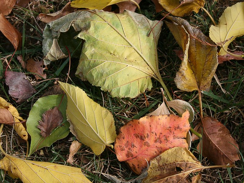 do leaves decompose on their own