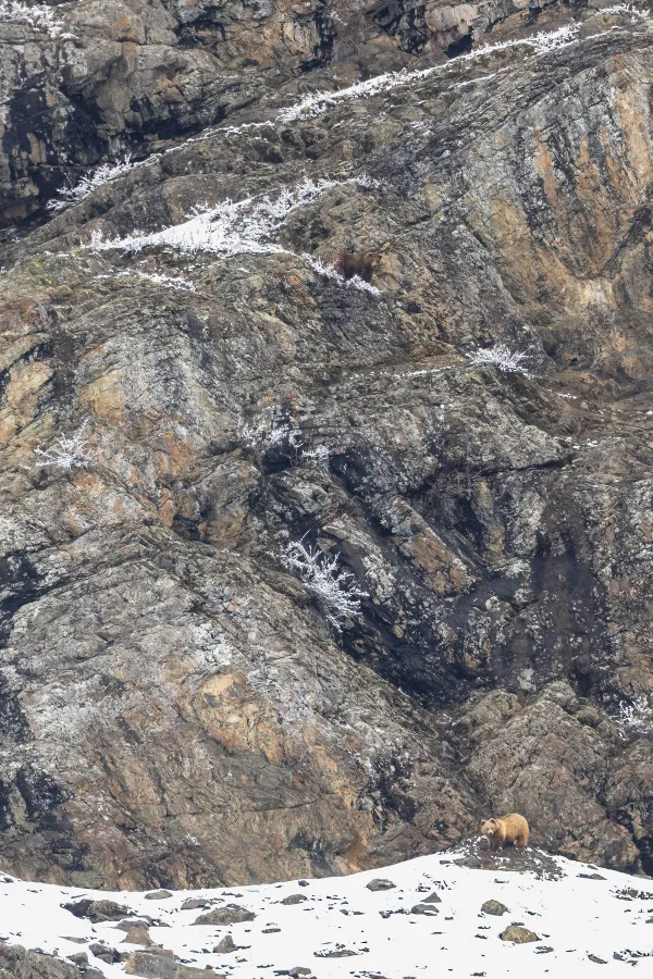 Sizing Up Before the Battle thumbnail