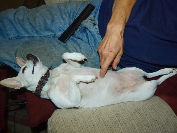 Belly tickling the dog thumbnail