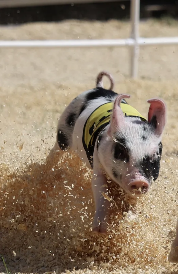 Pig Races thumbnail